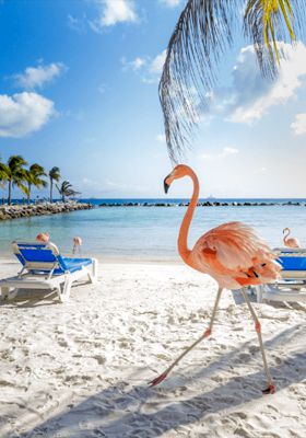 Caribe